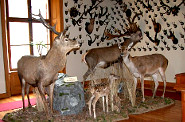 Museo della fauna alpina