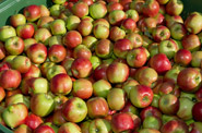 Other varieties of apples