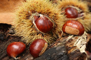 The chestnut