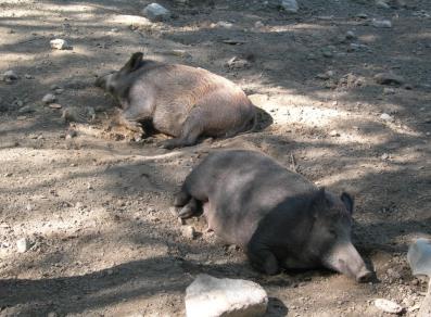 Resting boars