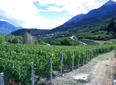 The company's scenic vineyards