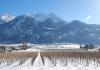 The vineyards under the snow