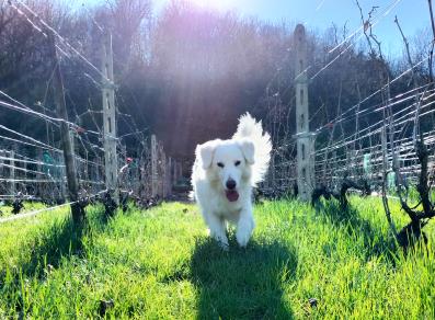Dog running in the vineyards