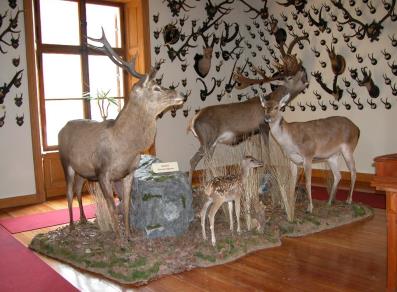 museum of the fauna of the Alps