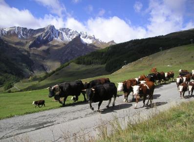Herd to the alpine pasture