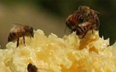 Des abeilles au miel