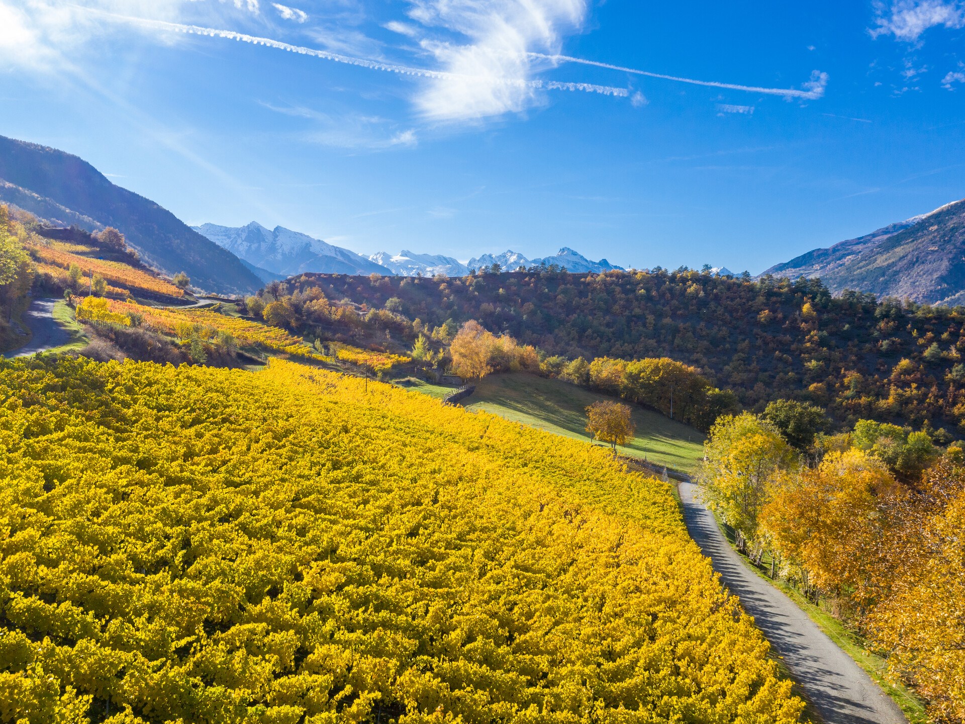 vineyards in autumn - Gressan