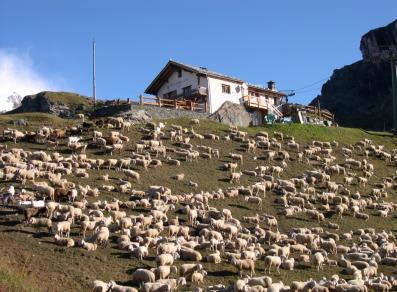 Le restaurant et un troupeau de brebis