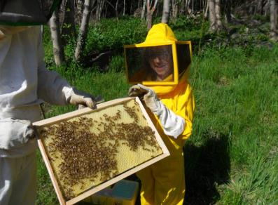 Trabajando con las abejas