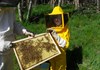 At work with the bees