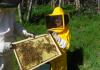 Trabajando con las abejas