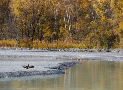 Cormorant on the shore of the lake