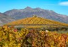Autumn in the vineyards of Aymavilles