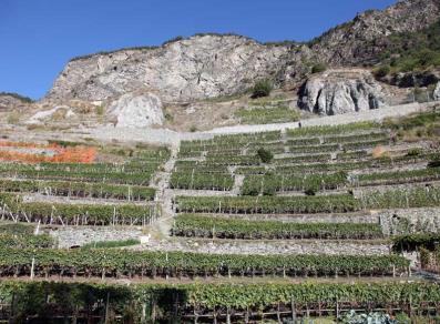 Vineyards in Arvier