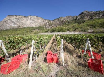 Vineyards ready for the grape harvest