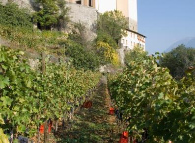 Vineyards near Siant-Pierre castle