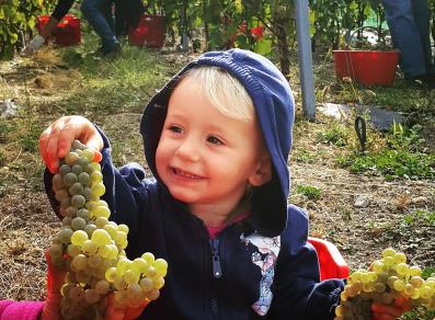 Happy child during the grape harvest