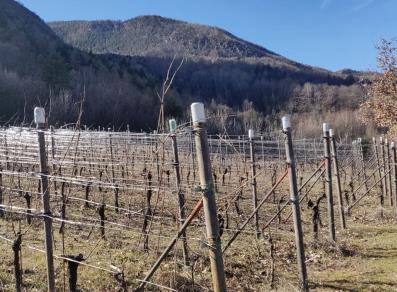 Preparing the vineyards
