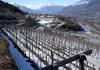 Vineyards in winter under the snow