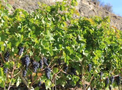 The vineyard laden with bunches of black grapes