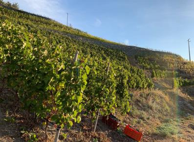 Die Weinberge sind bereit für die Weinlese