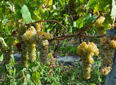 Bunches of white grapes