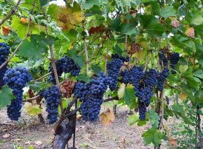 Bunches of black grapes