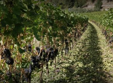 Die Weinberge sind bereit für die Weinlese