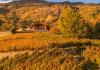 The vineyards and the autumn colours 