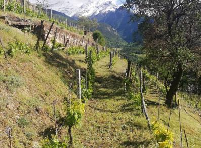 The vineyards and the Rutor glacier