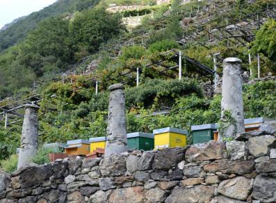 The vineyards in Donnas