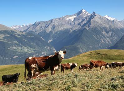 Weidende Kühe in Vétan