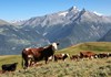 Weidende Kühe in Vétan
