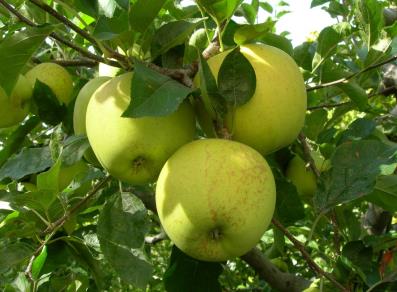 Coltivazione delle mele a Jovençan