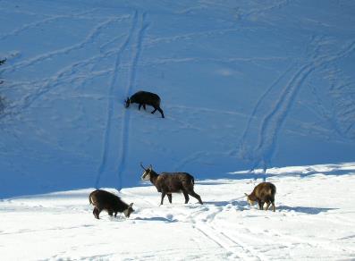 Chamois in the snow