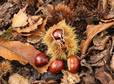 Chestnuts from the Aosta Valley