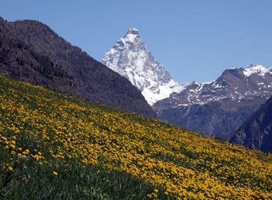 Das Matterhorn und die blühenden Wiesen