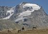 Gran Paradiso and the chamois