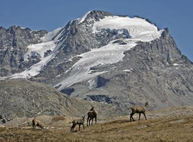 Gran Paradiso and the chamois