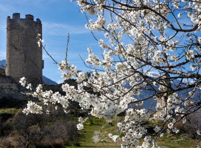 Châtel Argent castle and almond blossom