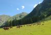 Vacas pastando en el valle de Vertosan