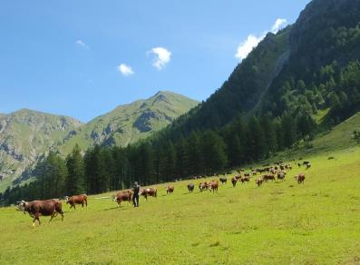 Vacas pastando en el valle de Vertosan