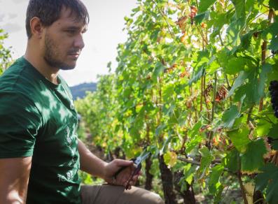 Working in the vineyard