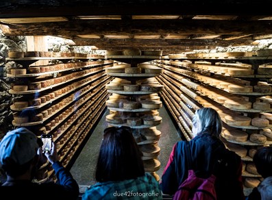 The cheese maturing cellar