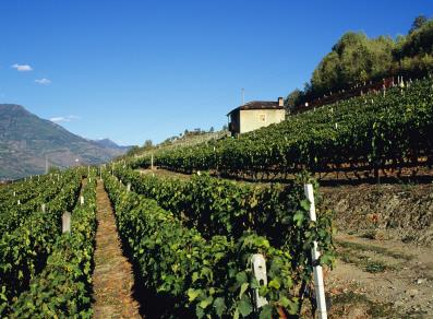 Gressan vineyards