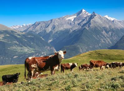 Vacas pastando en Vétan