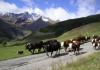 Herd to the alpine pasture
