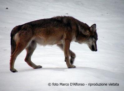 Loup (photo Marco D’Alfonso)